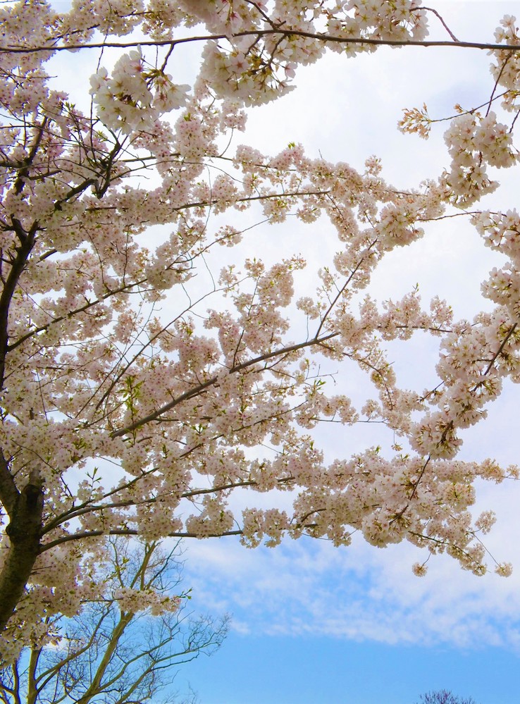 Cherry Blossom Season in D.C. | Social & Wedding Catering | Well Dunn ...